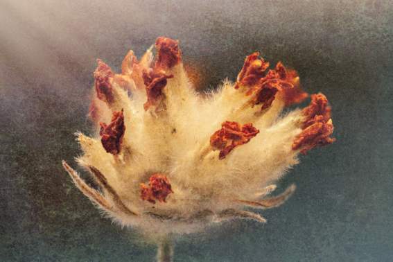 F6009   René Jensen   Anthyllis vulneraria art
